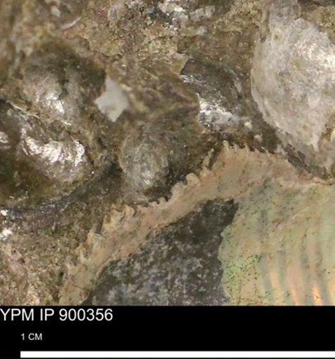 Anomia gryphorhyncha