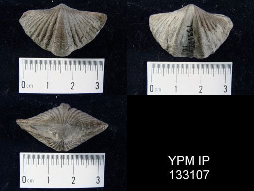 Spinocyrtia granulosa