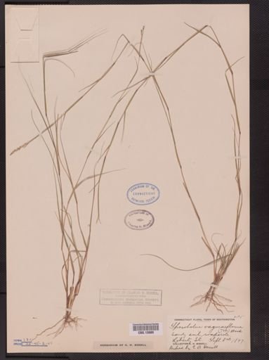 Sporobolus vaginiflorus