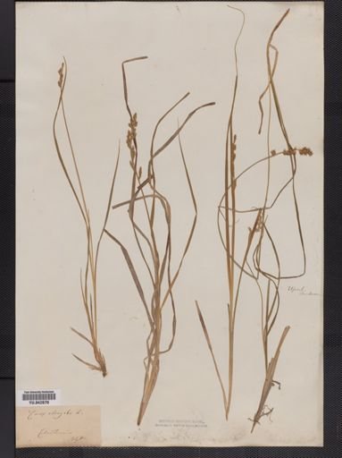 Carex elongata