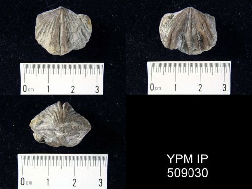 Platystrophia clarksvillensis