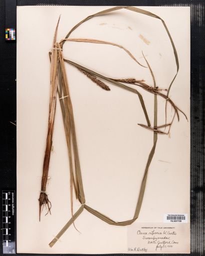 Carex riparia