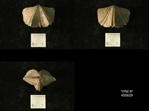 Platystrophia laticosta
