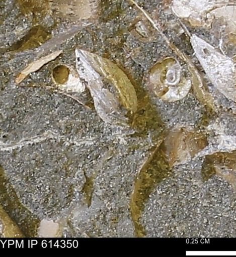 Limopsis striatopunctatus