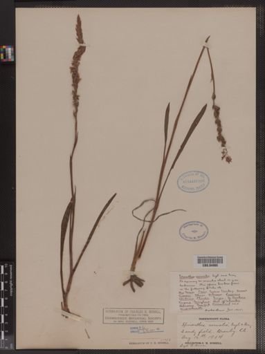Spiranthes vernalis
