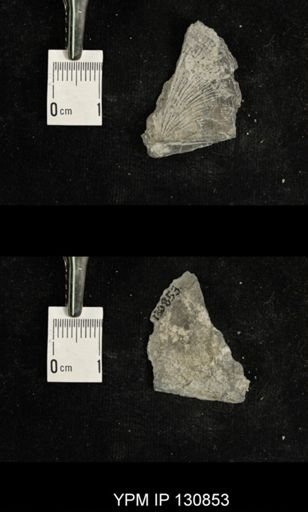 Stropheodonta sp.