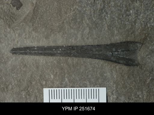 Eurypterus lacustris