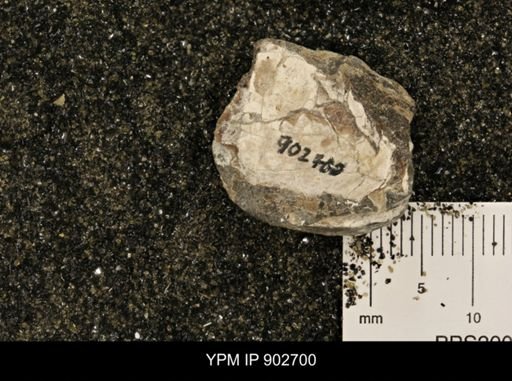 undet. Inoceramidae