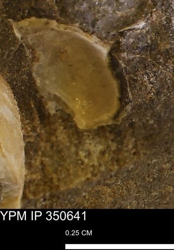 undet. Mollusca