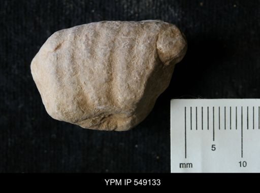 undet. Ammonoidea