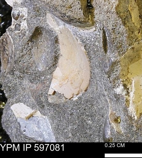 undet. Bivalvia