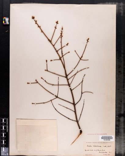 Picea mariana