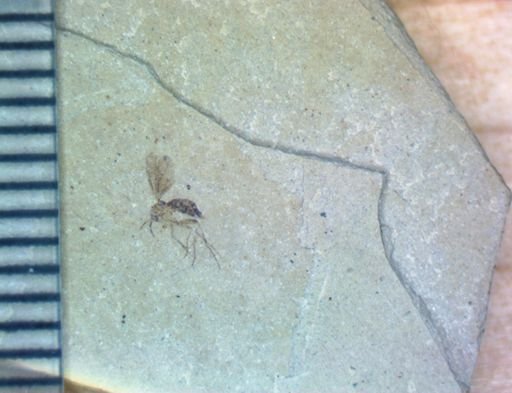 undet. Diptera