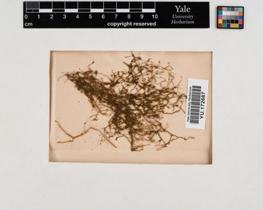 Plantae