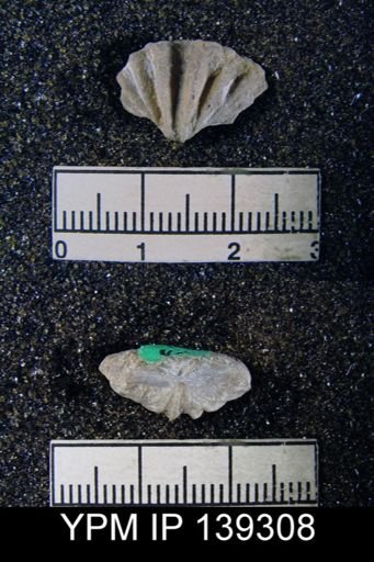 Spirifer (Punctospirifer) cristata