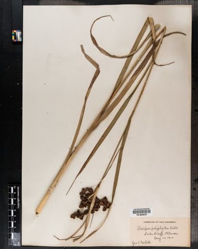 Scirpus polyphyllus