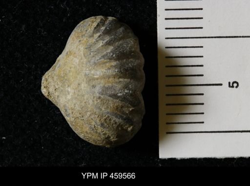 Wellerella osagensis