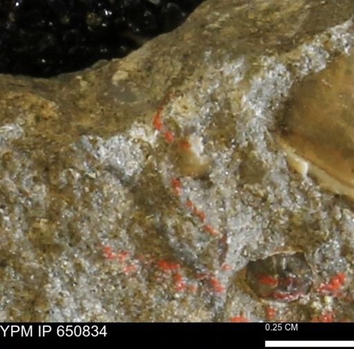 undet. Bivalvia
