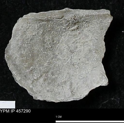 Pholidostrophia iowaensis
