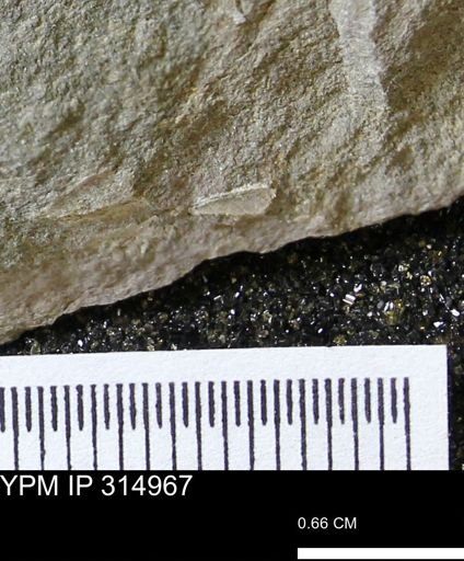 undet. Mollusca