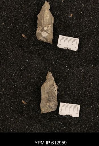 Clioscaphites vermiformis