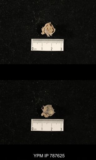 undet. Brachiopoda