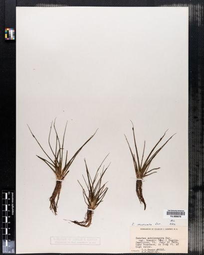 Isoetes muricata