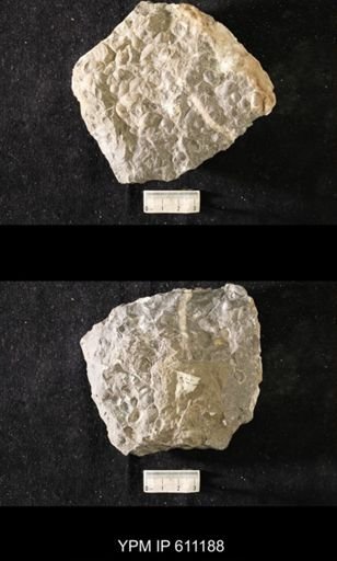 Thaerodonta striatella