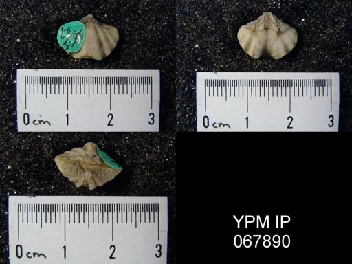 Delthyris perlamellosa