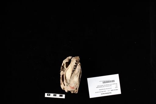 Carcharias taurus