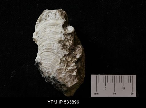 Lyttonia?