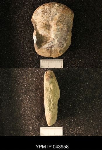 Hoploscaphites nicolletii