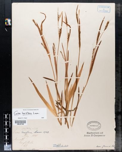 Carex digitalis