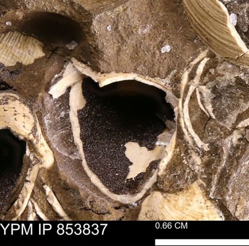 Limopsis? striatopunctatus