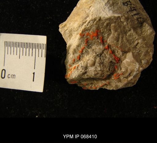Ancistrorhyncha sp.