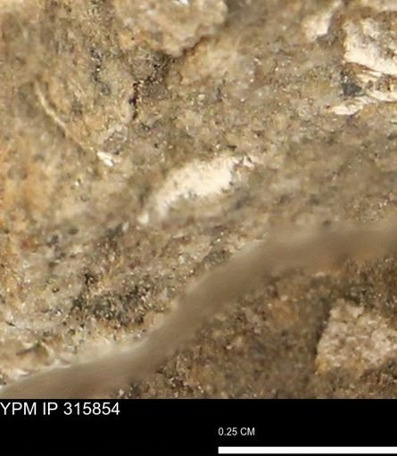 undet. Mollusca