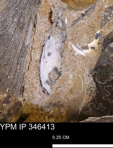 Limopsis striatopunctatus