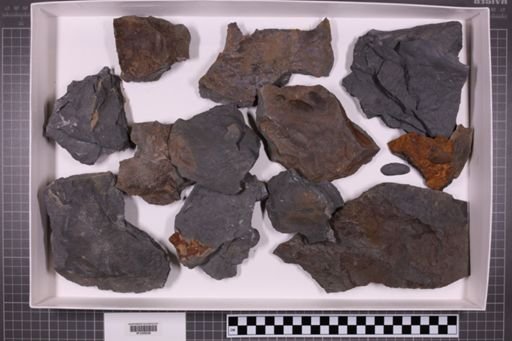 mixed taxa, stratigraphic collection