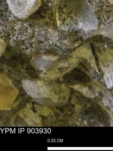 Corbulamella?