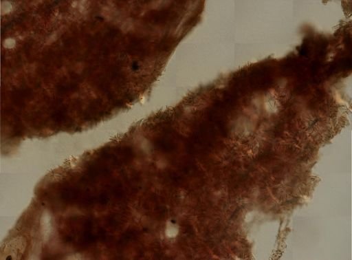 Agelas sp.