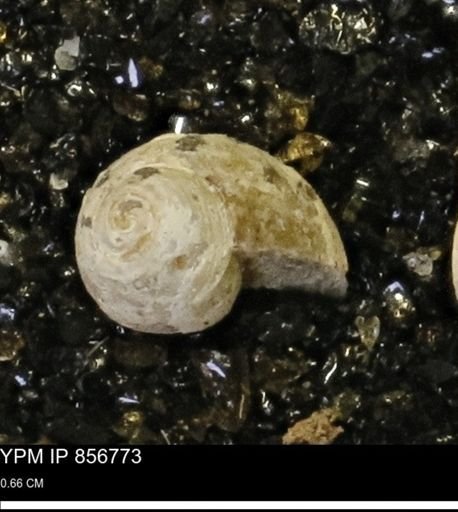 Euspira sp.