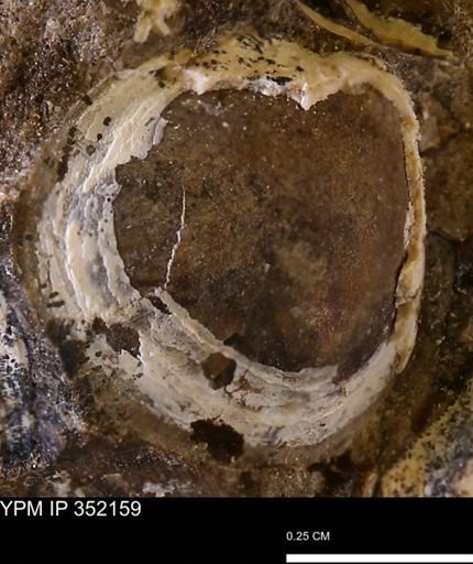 undet. Bivalvia