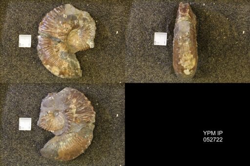 Jeletzkytes nebrascensis