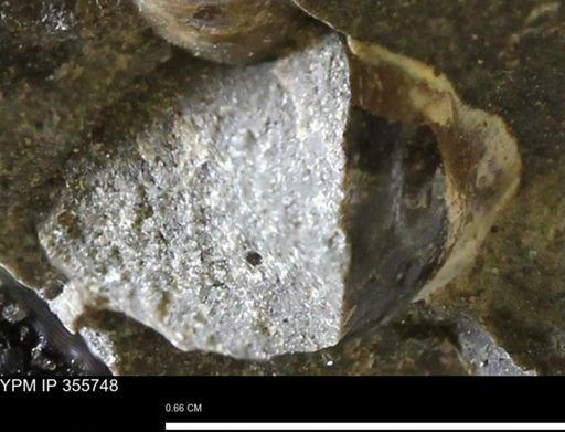 undet. Scaphitidae