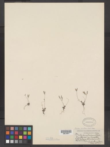 Draba reptans