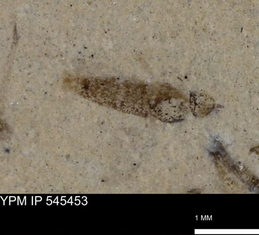 undet. Insecta