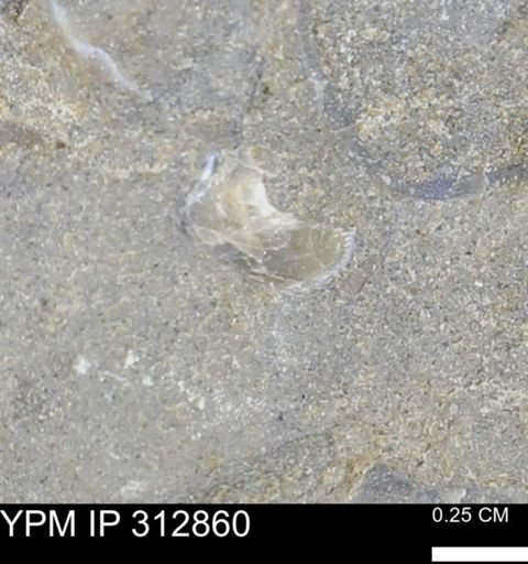 undet. Bivalvia