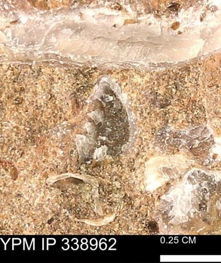 undet. Bivalvia