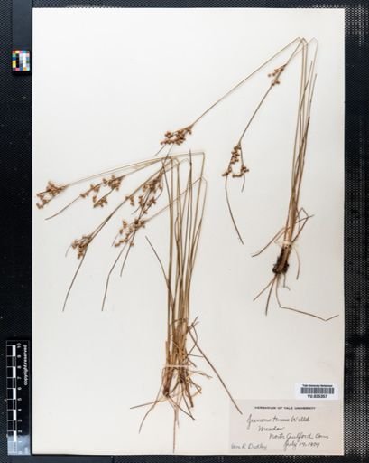 Juncus tenuis