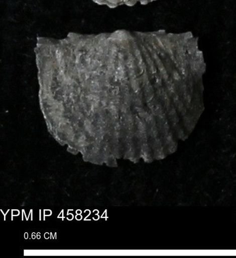 Chonetes mucronatus